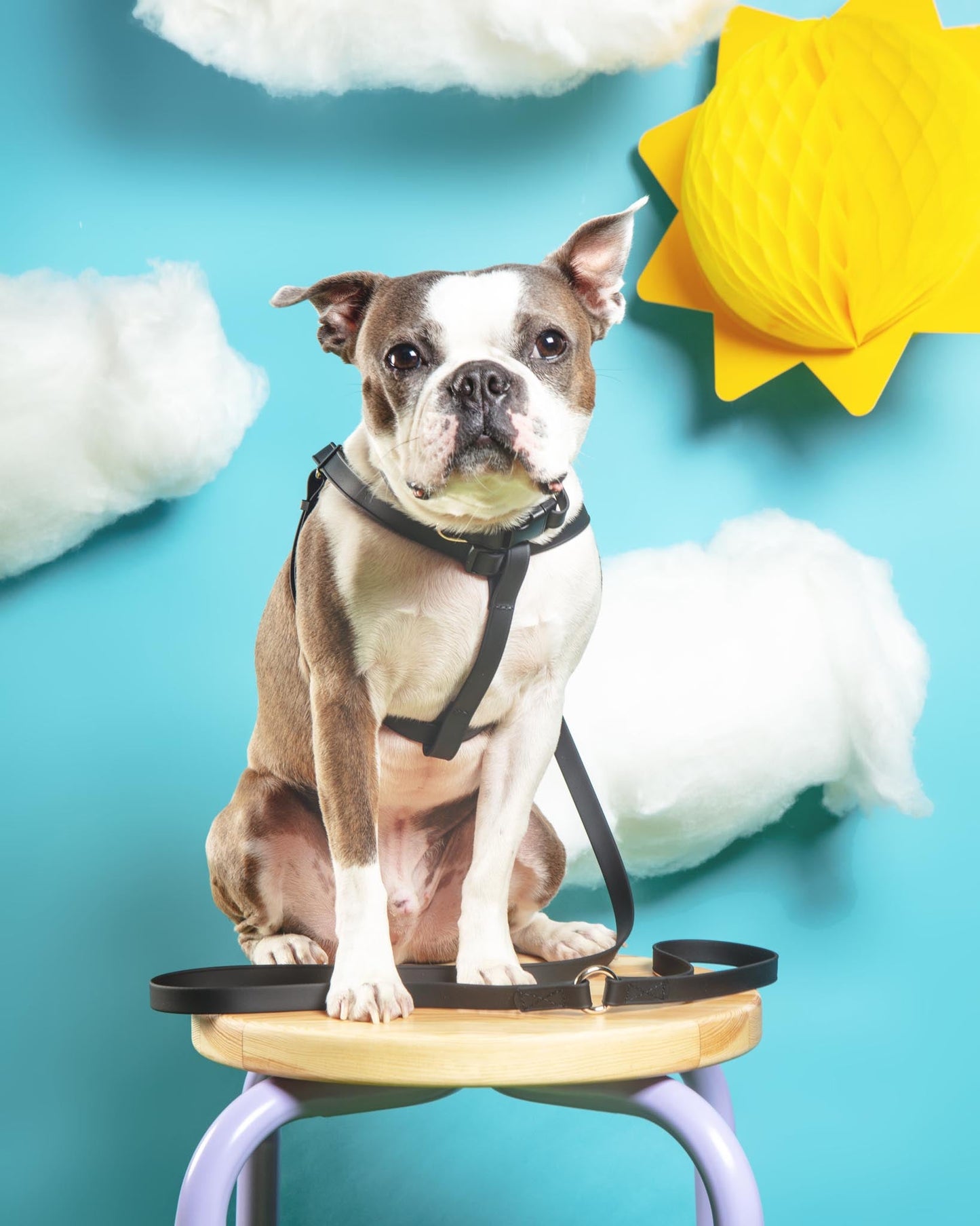 Walk in the Park Waterproof Dog Harness in Black