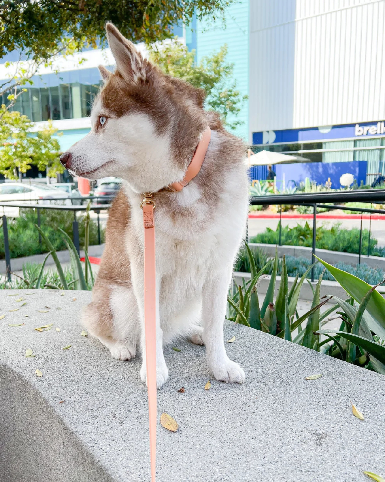 Chai Brown Cloud Lite Dog Harness
