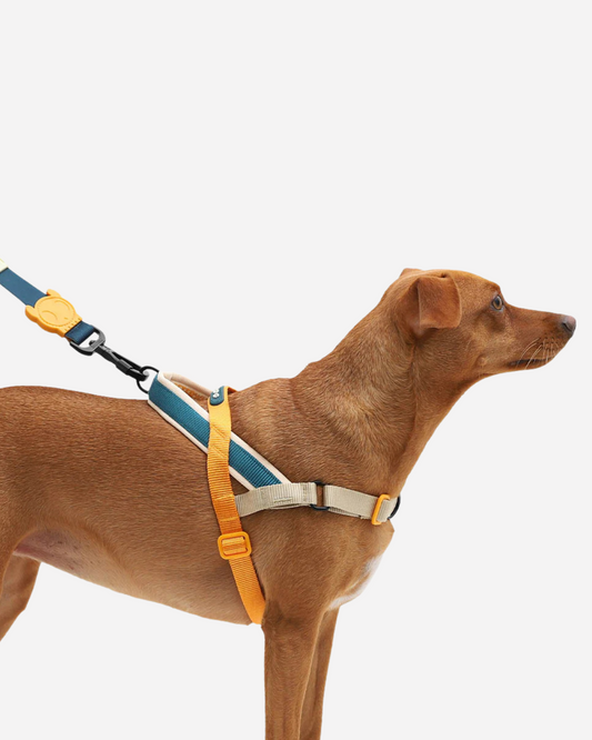 SofterWalk No-Pull Dog Harness in Voyage