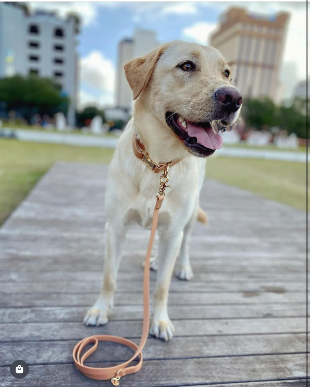 Chai Brown Cloud Lite Dog Harness