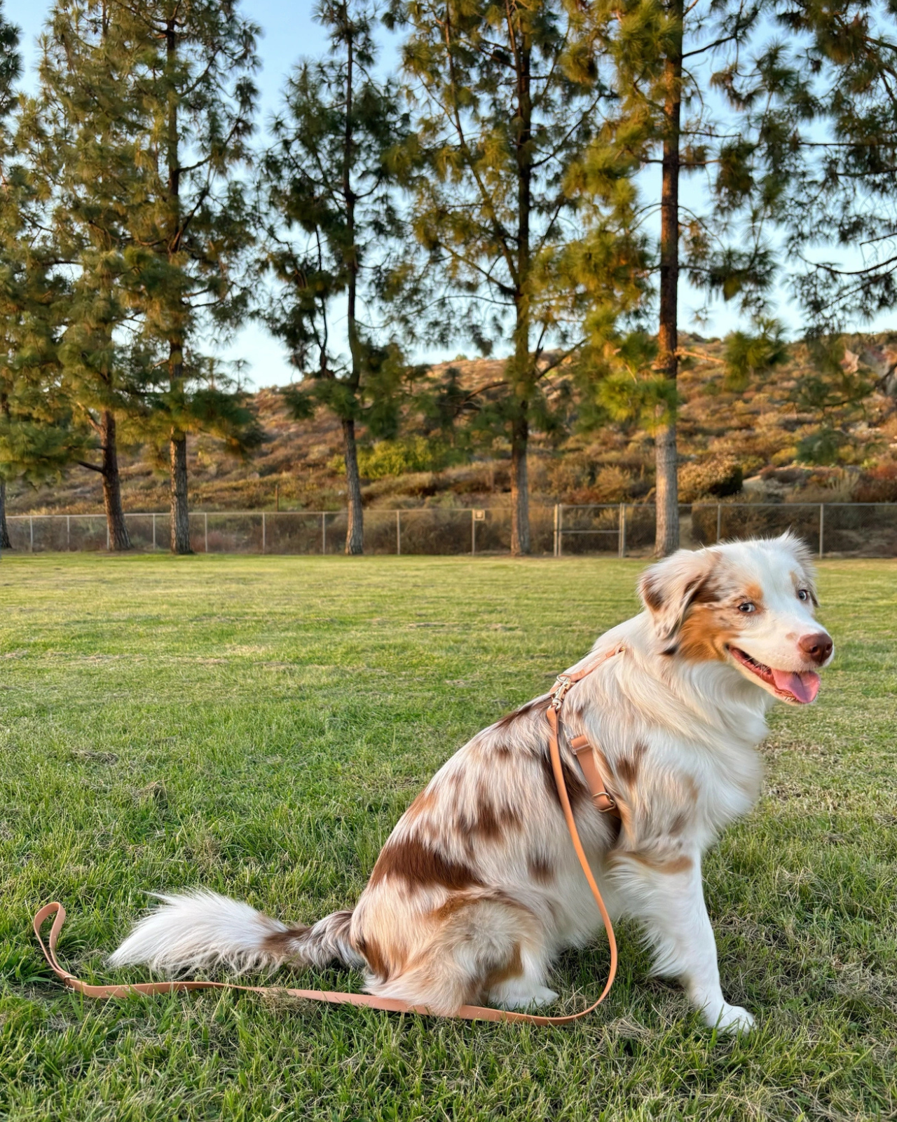 Chai Brown Cloud Lite Dog Harness