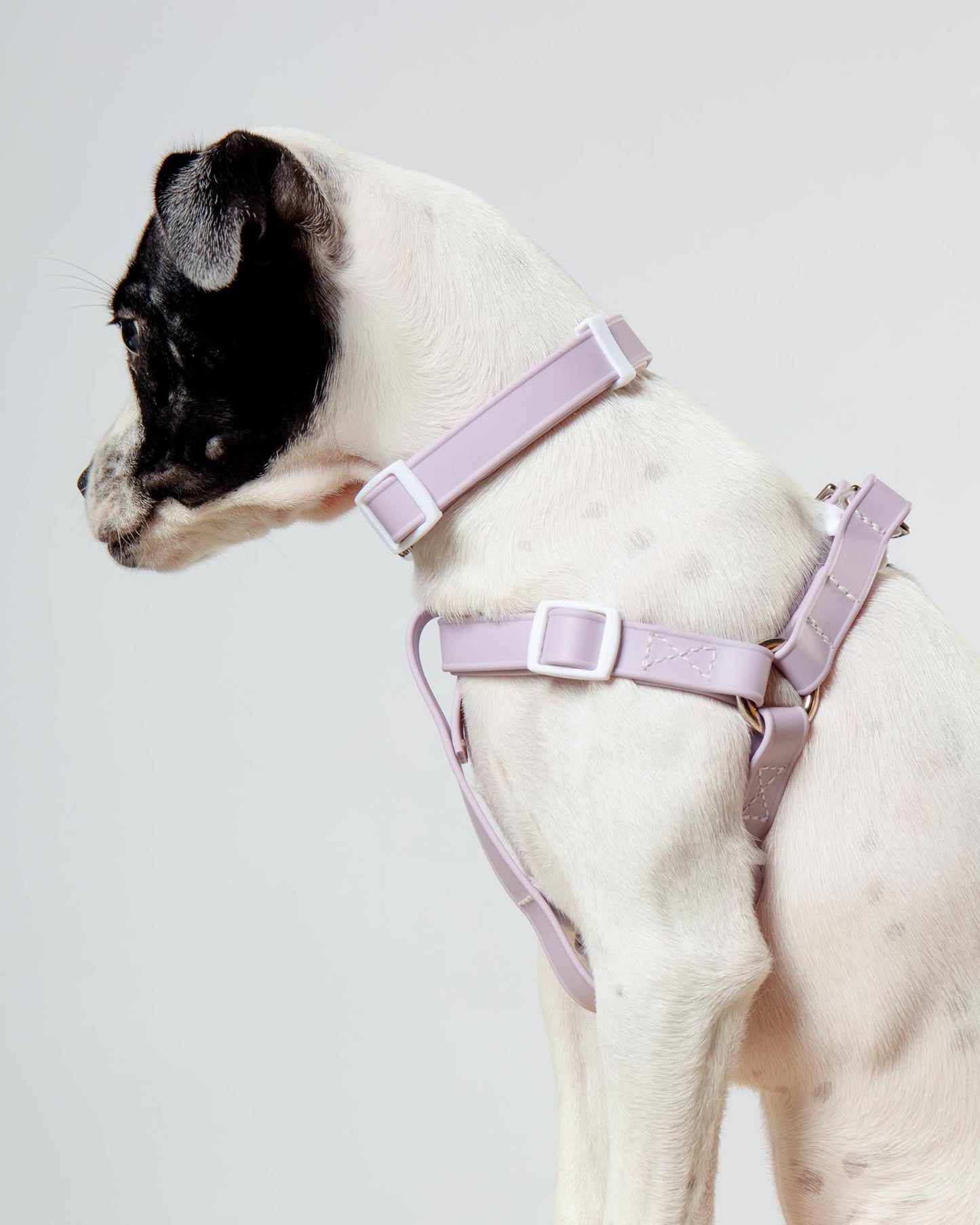 Walk in the Park Waterproof Dog Harness in Lilac