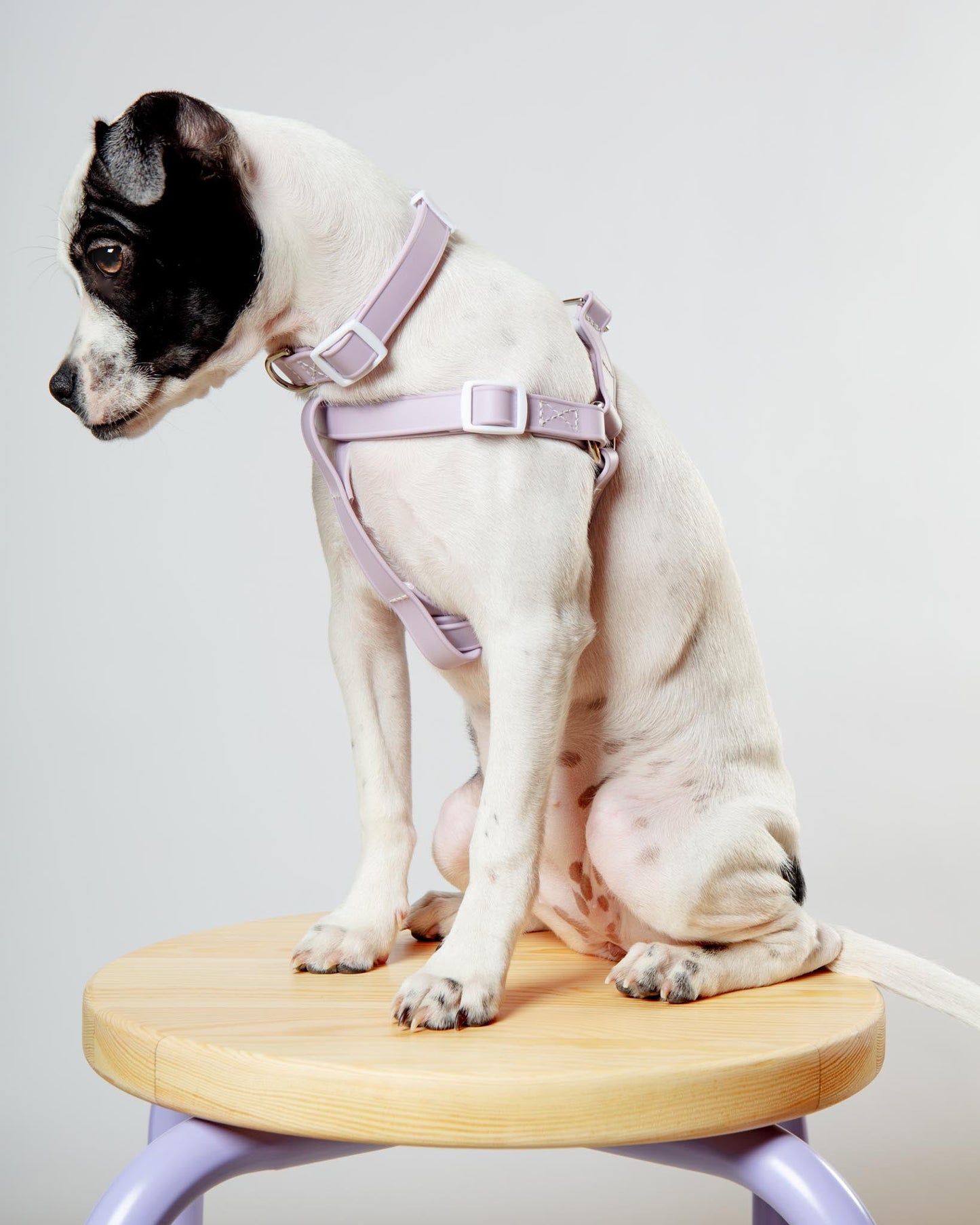 Walk in the Park Waterproof Dog Harness in Lilac