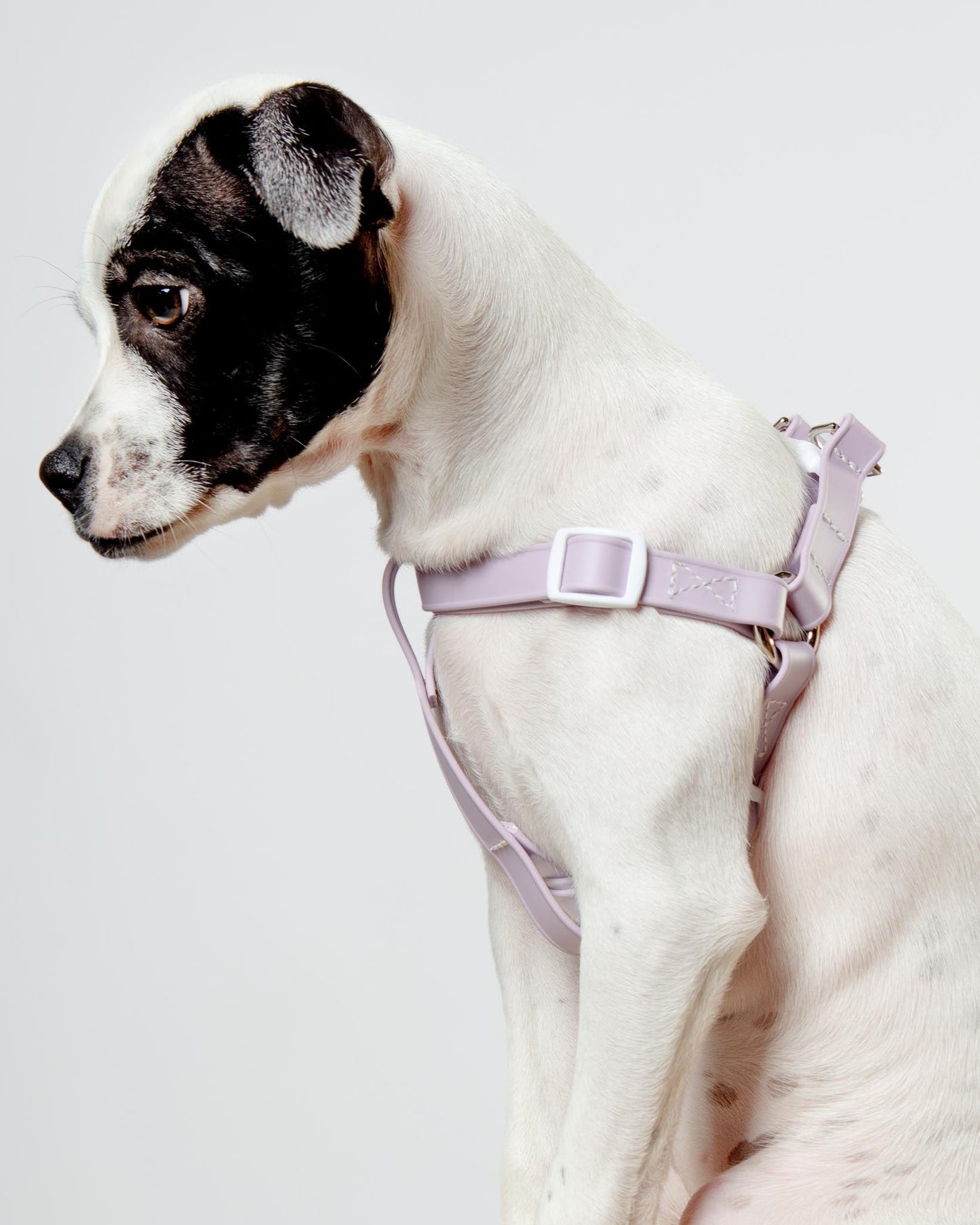 Walk in the Park Waterproof Dog Harness in Lilac