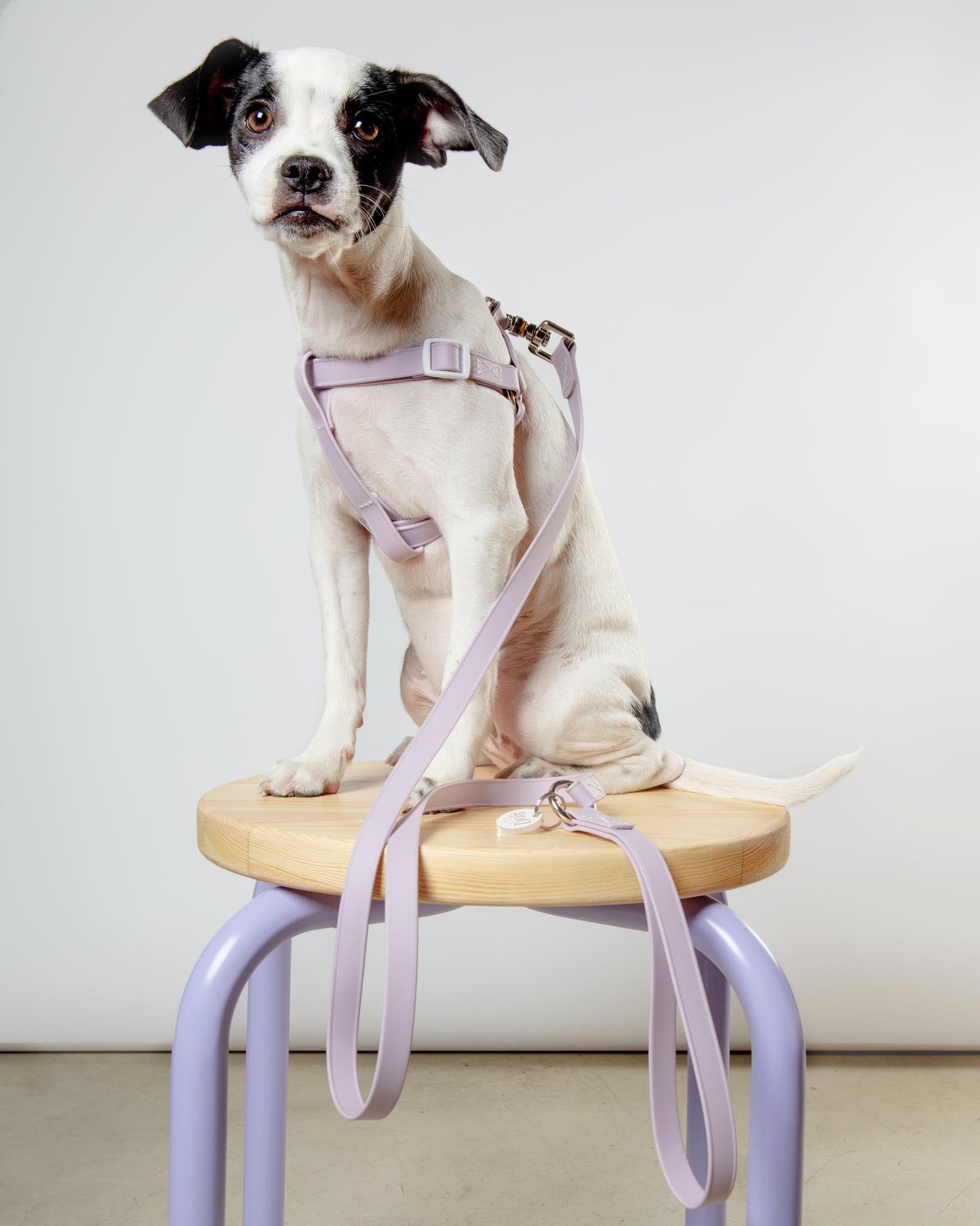 Walk in the Park Waterproof Dog Harness in Lilac
