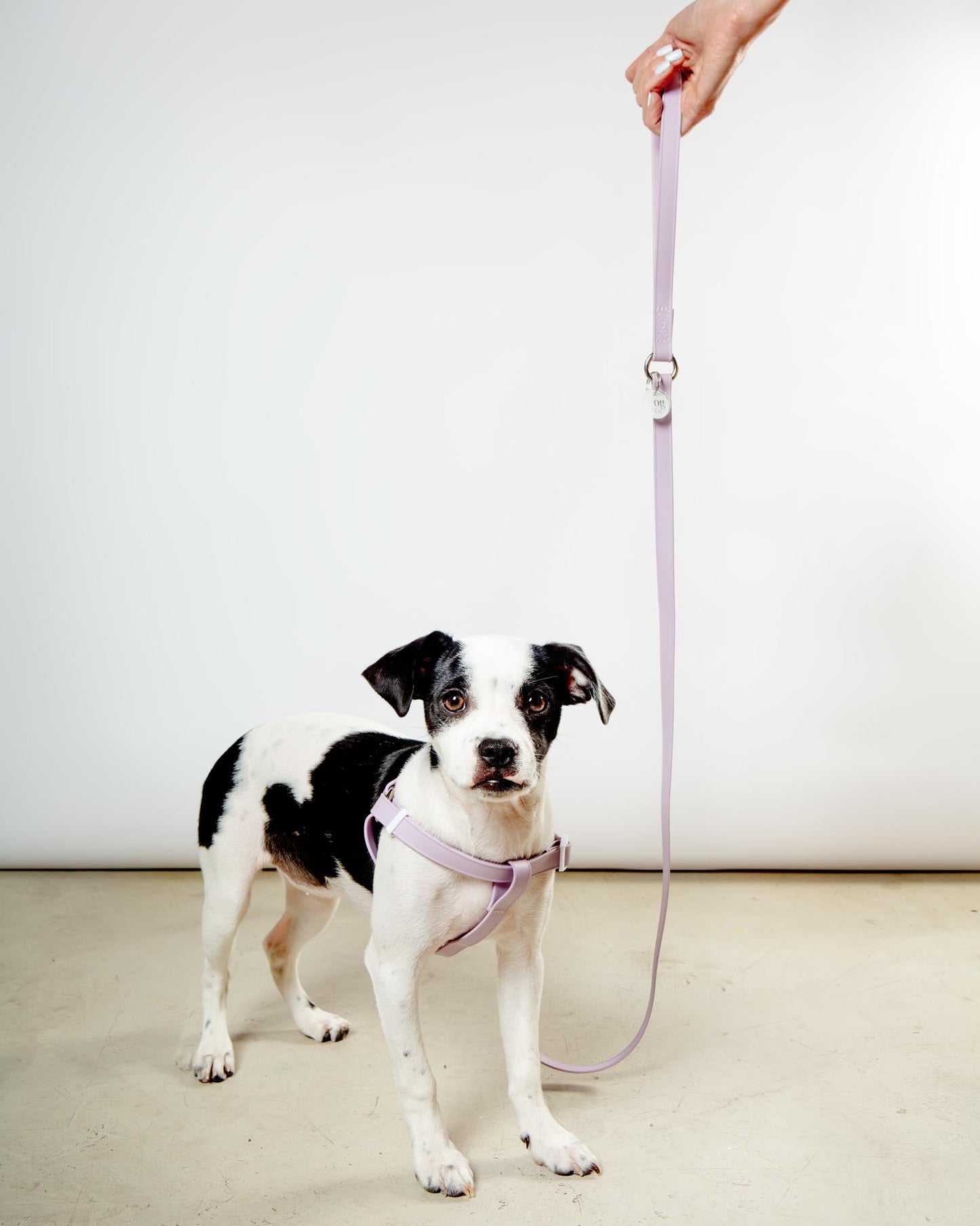 Walk in the Park Waterproof Dog Harness in Lilac