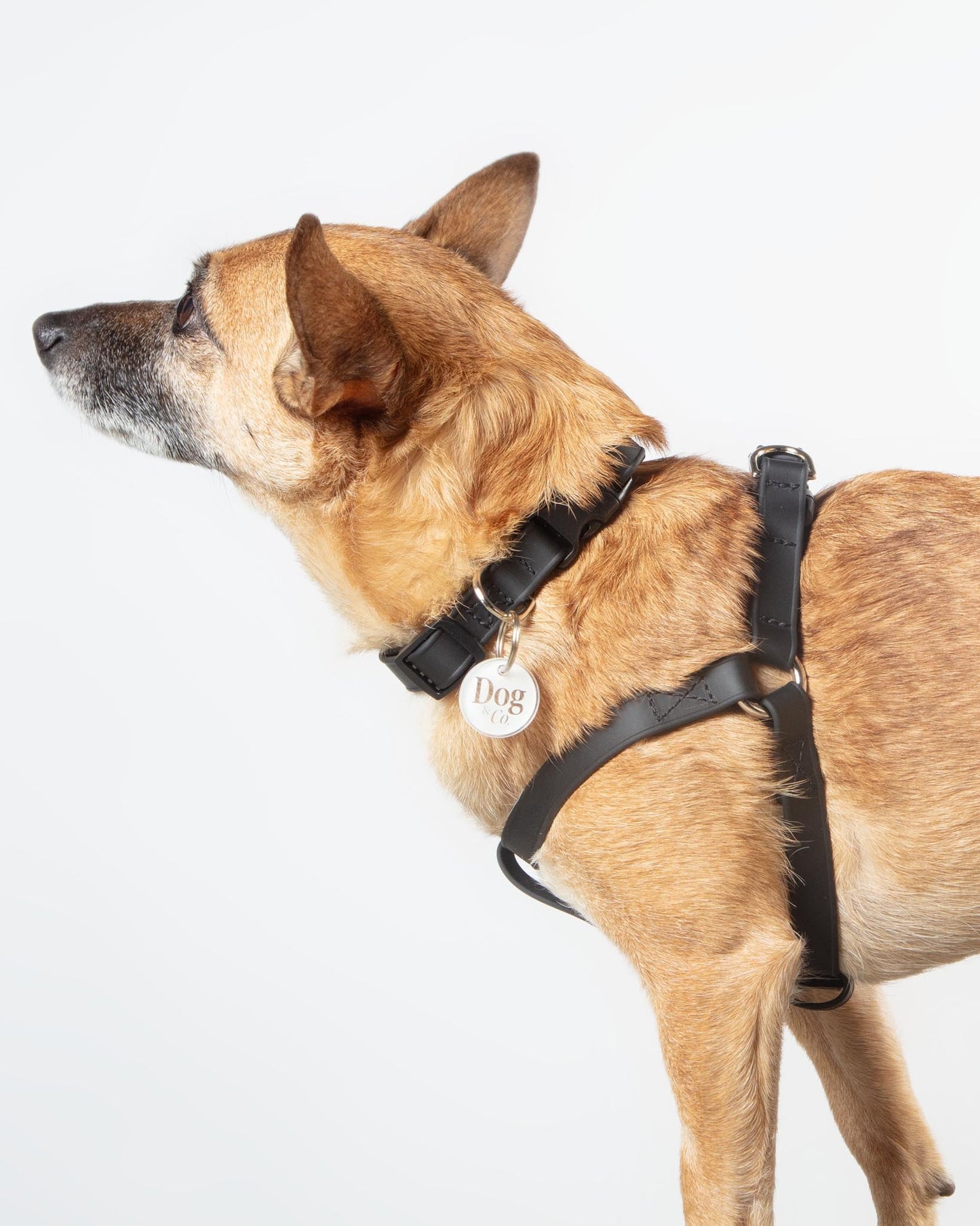 Walk in the Park Waterproof Dog Harness in Black