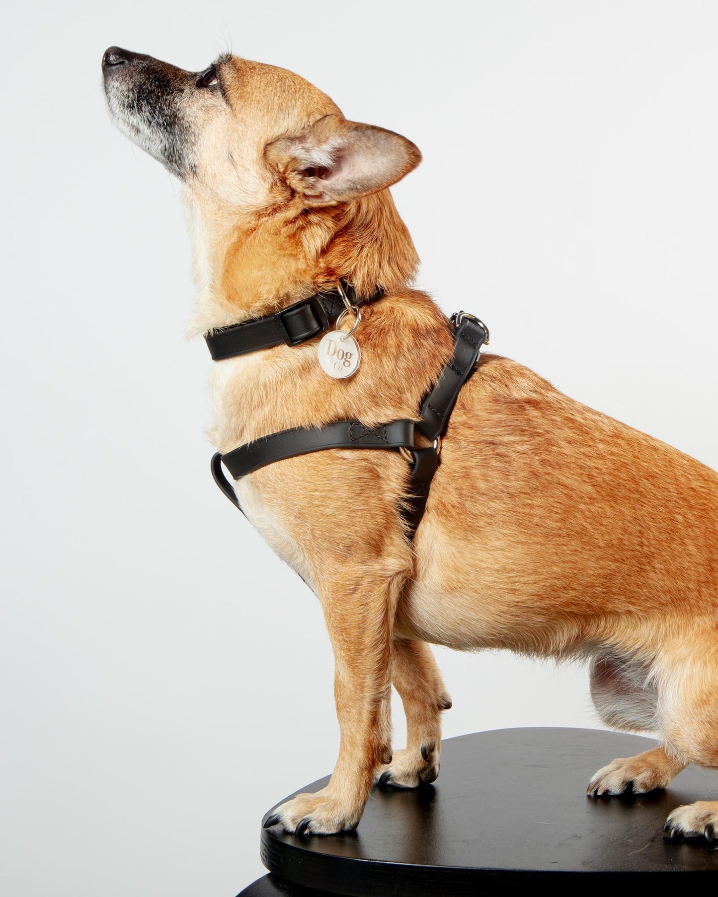 Walk in the Park Waterproof Dog Harness in Black