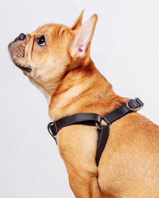 Walk in the Park Waterproof Dog Harness in Black