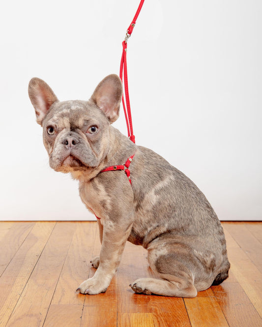 Nylon Step-In Adjustable Dog Harness in Red