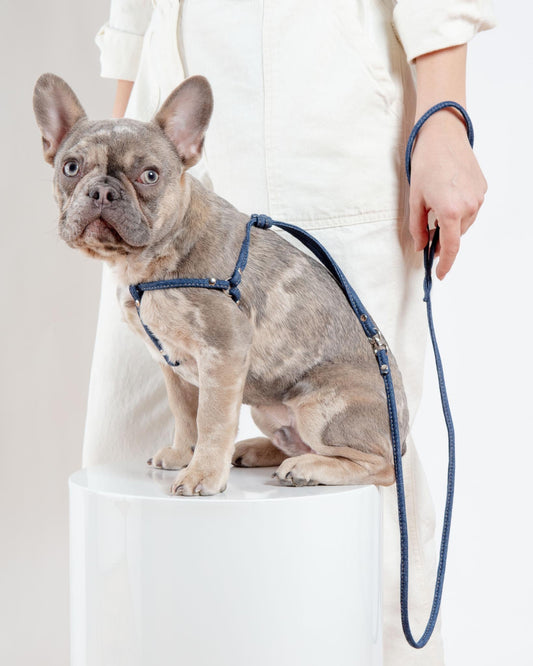 Denim Step-In Adjustable Dog Harness