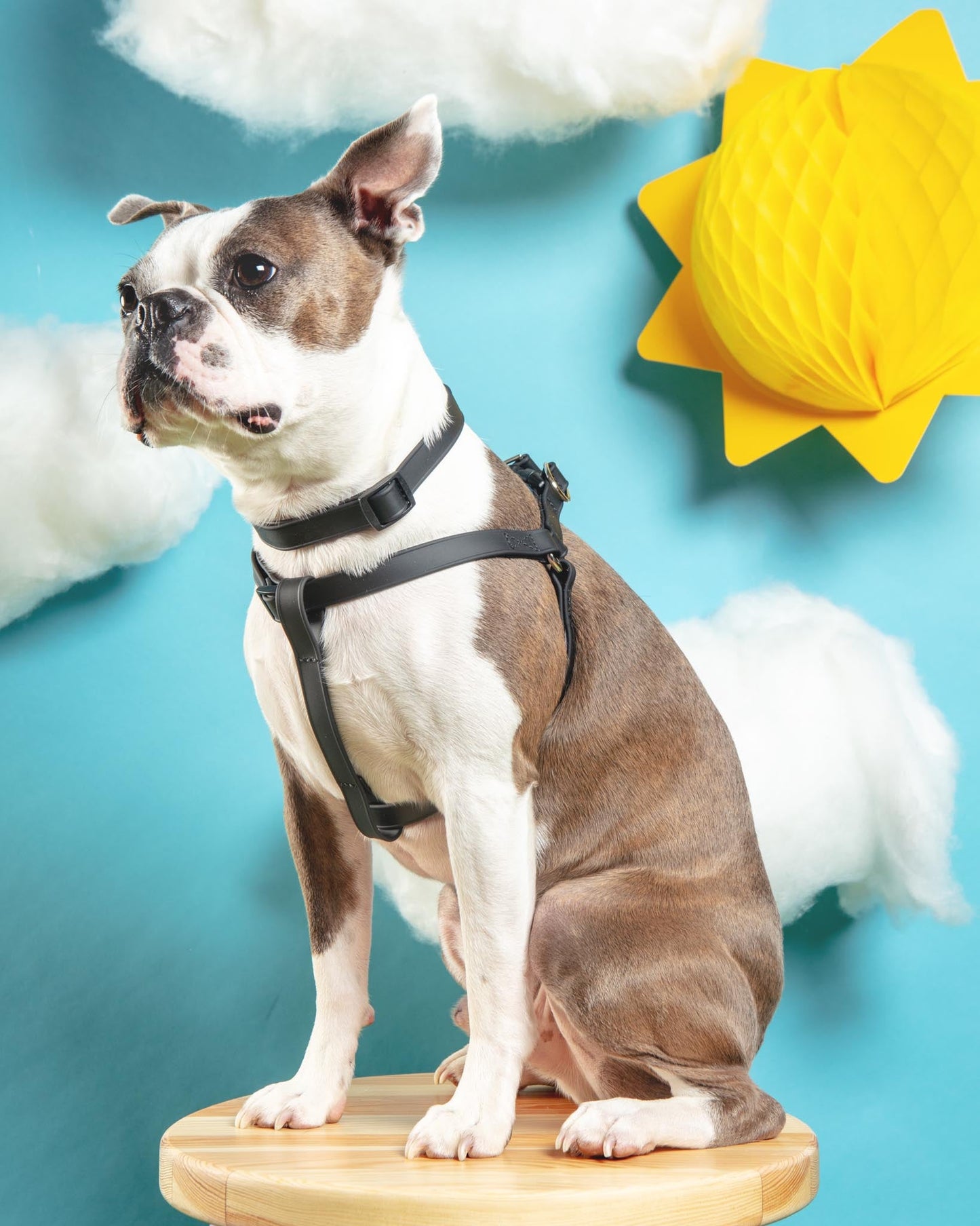 Walk in the Park Waterproof Dog Harness in Black