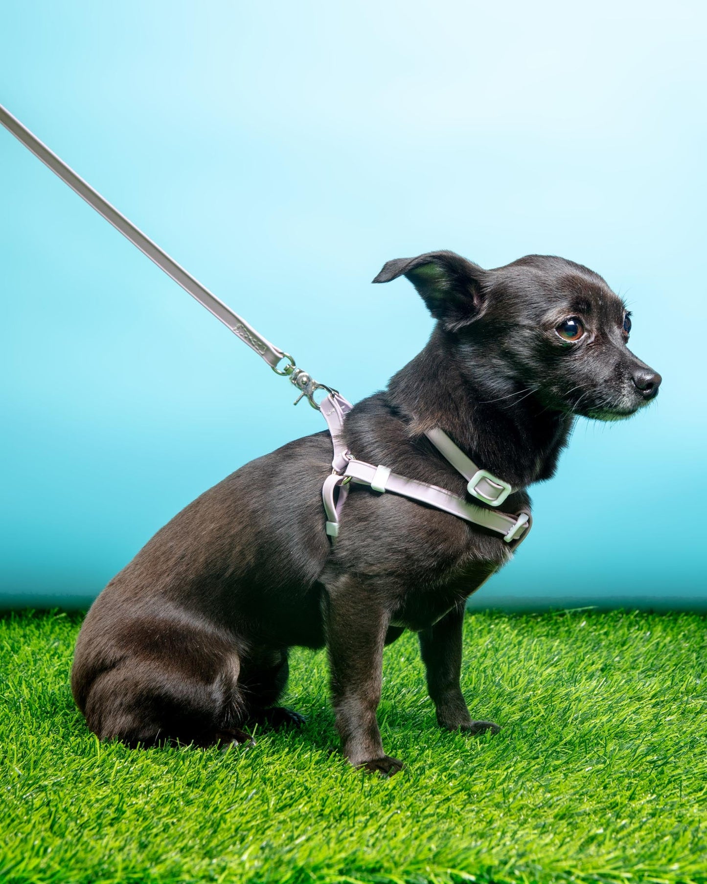 Walk in the Park Waterproof Dog Harness in Lilac