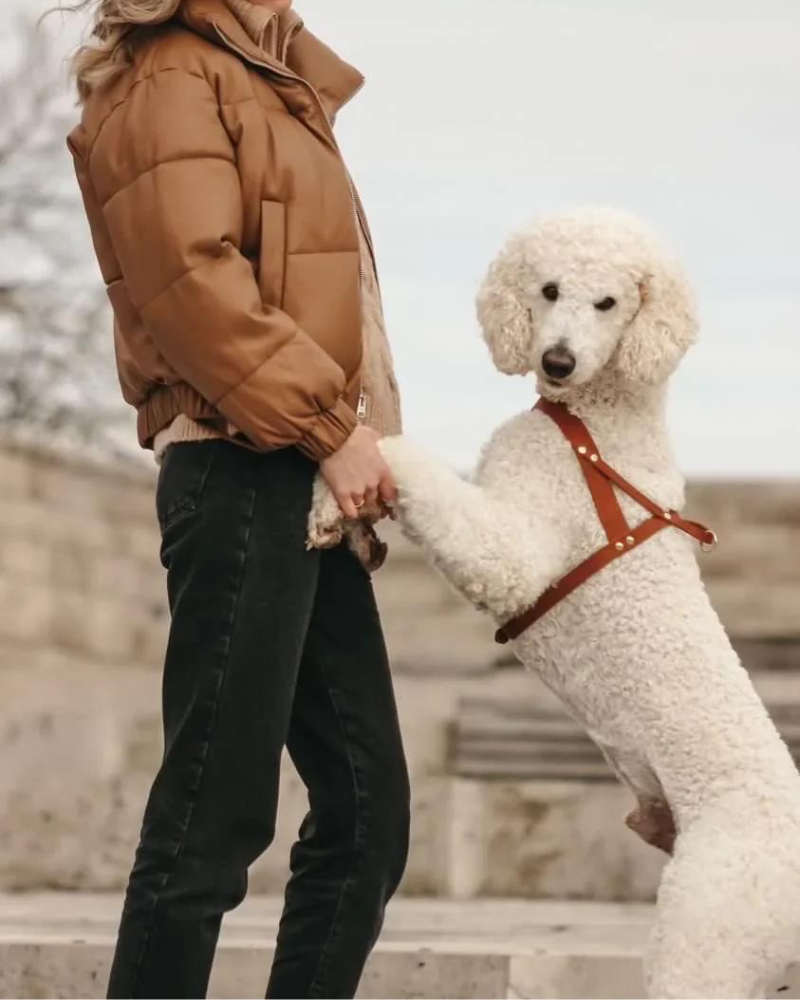 Butter Leather Dog Harness in Sahara Cognac