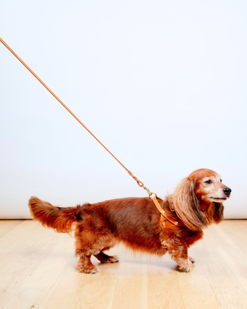 Butter Leather Dog Harness in Sahara Cognac