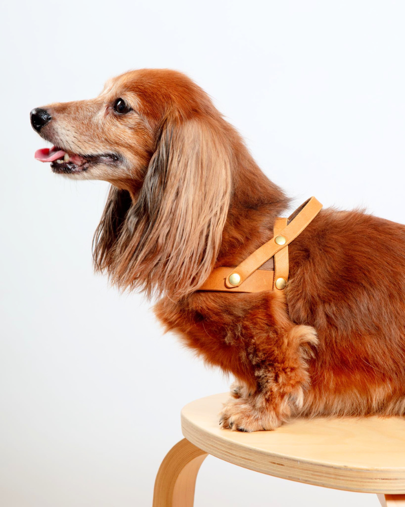 Butter Leather Dog Harness in Sahara Cognac