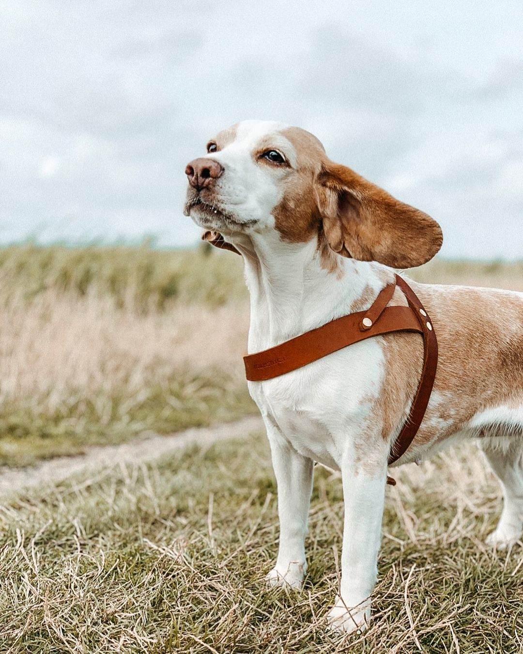 Butter Leather Dog Harness in Sahara Cognac