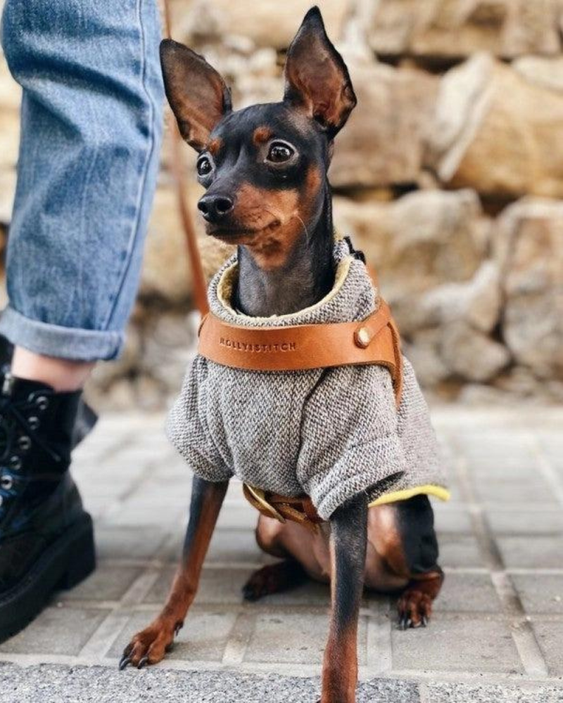 Butter Leather Dog Harness in Sahara Cognac