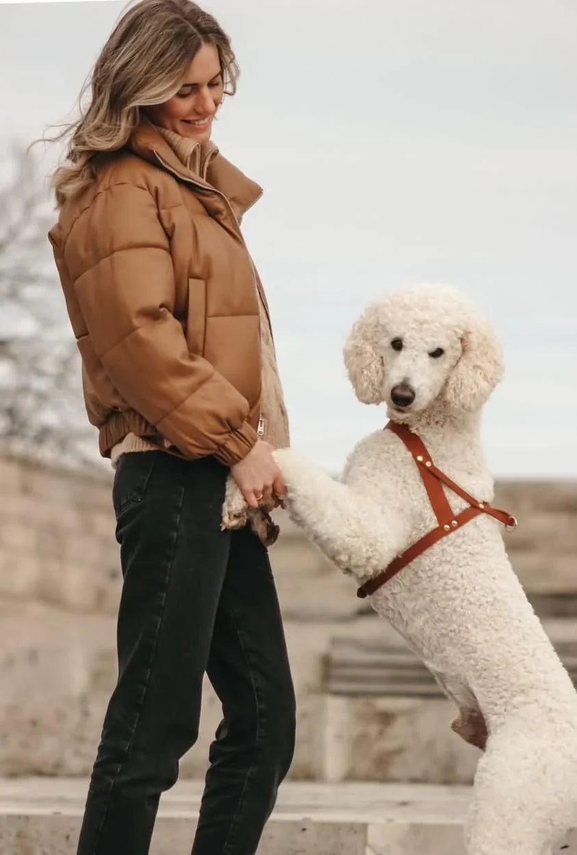 Butter Leather Dog Harness in Sahara Cognac